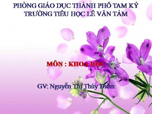 Bài 38. Gió nhẹ, gió mạnh. Phòng chống bão