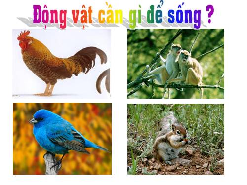 Bài 62. Động vật cần gì để sống?