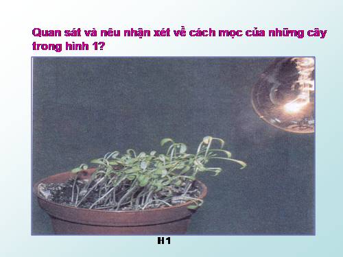 Bài 47. Ánh sáng cần cho sự sống