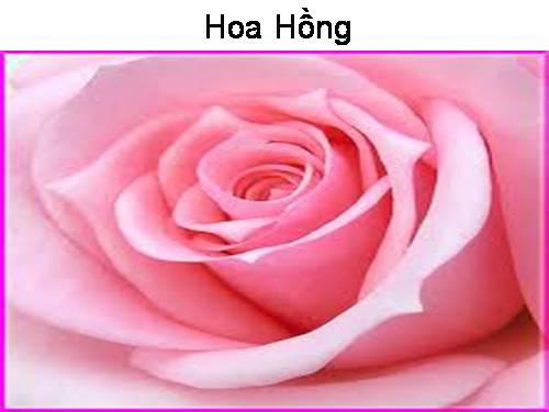 cac loai hoa