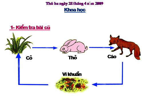 Bài 67 - 68. Ôn tập: Thực vật và động vật