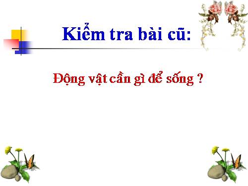 Bài 63. Động vật ăn gì để sống?