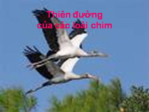 Thiên đường của các loài chim