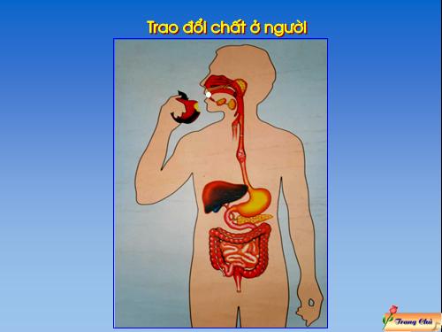 Bài 2. Trao đổi chất ở người