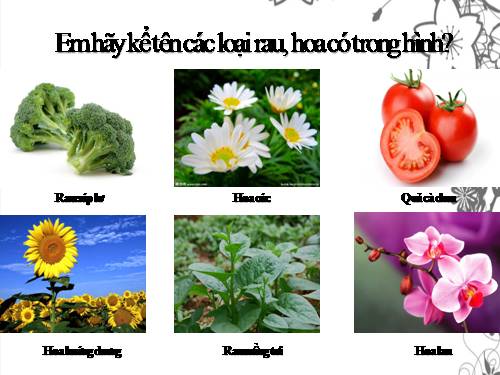 Bài 9. Lợi ích của việc trồng rau, hoa