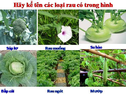 Bài 9. Lợi ích của việc trồng rau, hoa