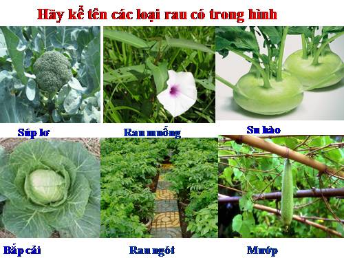 Bài 9. Lợi ích của việc trồng rau, hoa