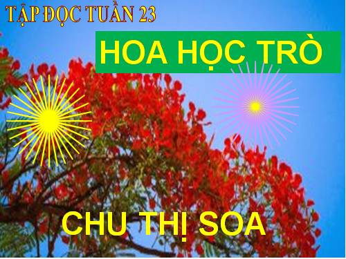 Tuần 23. Hoa học trò