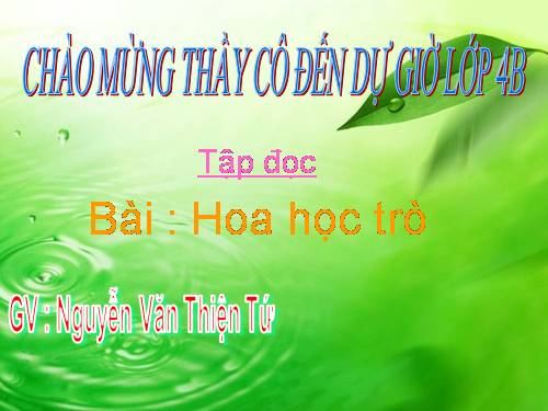 Tuần 23. Hoa học trò