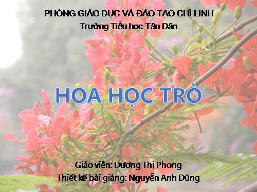 Tuần 23. Hoa học trò