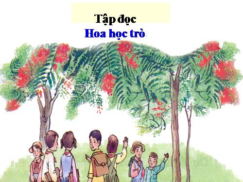 Tuần 23. Hoa học trò