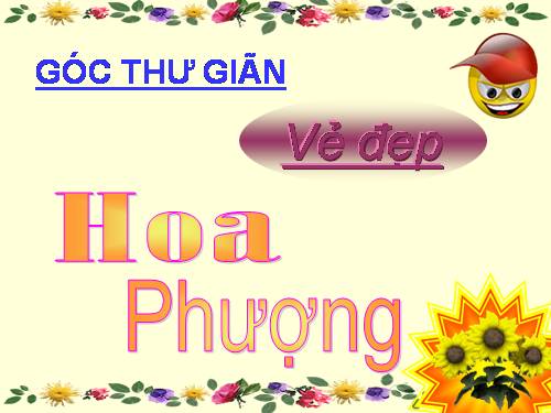 Tuần 23. Hoa học trò