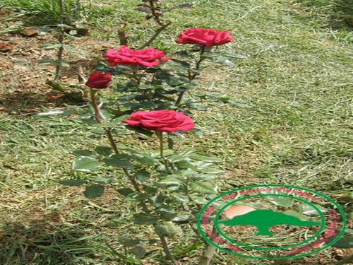 Một số hình ảnh về cây, hoa đẹp