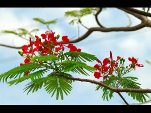 Tuần 23. Hoa học trò