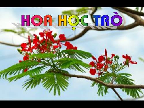 Tuần 23. Hoa học trò