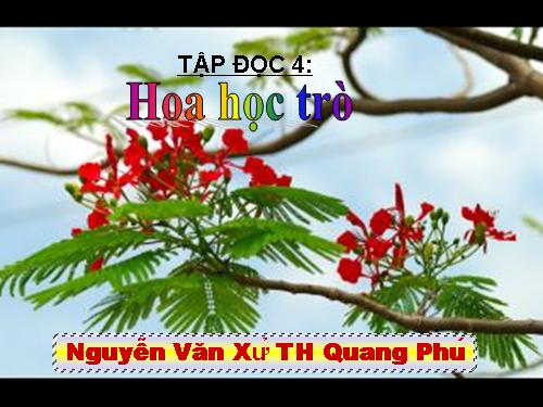 Tuần 23. Hoa học trò