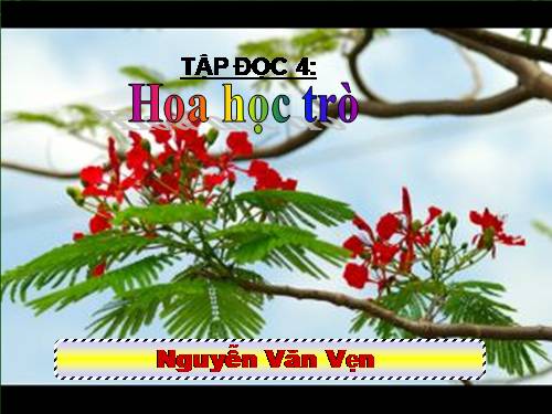 Tuần 23. Hoa học trò