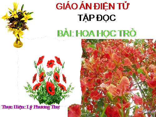 Tuần 23. Hoa học trò