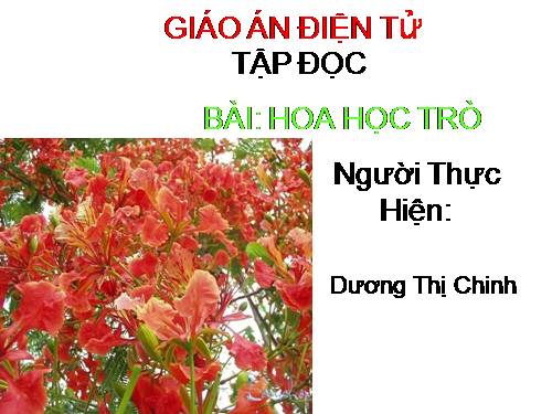 Tuần 23. Hoa học trò