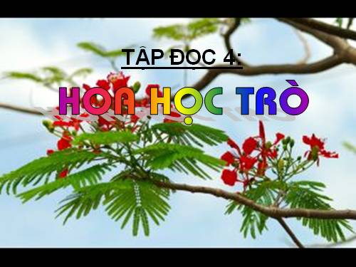 Tuần 23. Hoa học trò