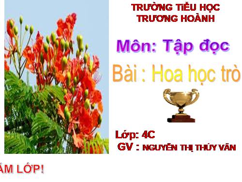 Tuần 23. Hoa học trò