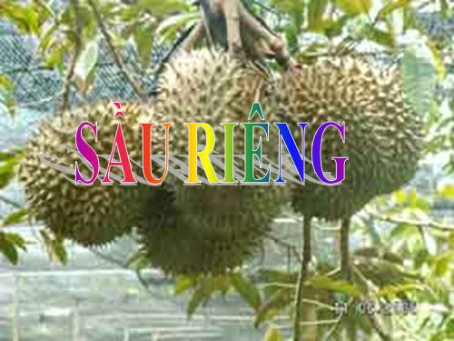 Tuần 22. Sầu riêng