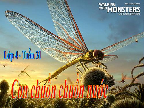 Tuần 31. Con chuồn chuồn nước