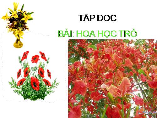 Tuần 23. Hoa học trò