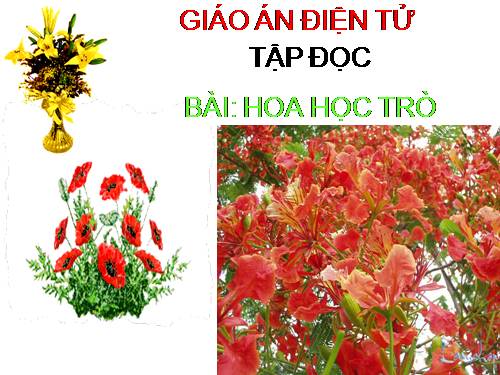 Tuần 23. Hoa học trò