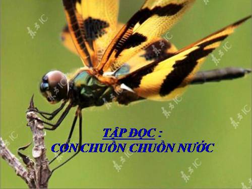 Tuần 31. Con chuồn chuồn nước