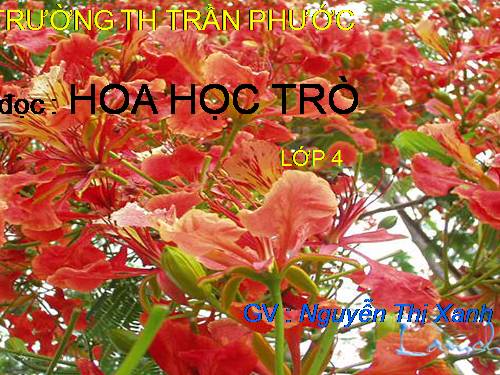 Tuần 23. Hoa học trò