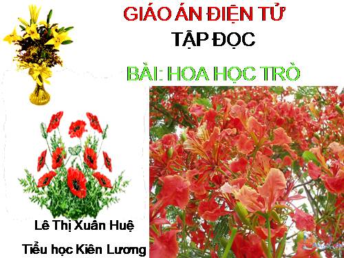 Tuần 23. Hoa học trò