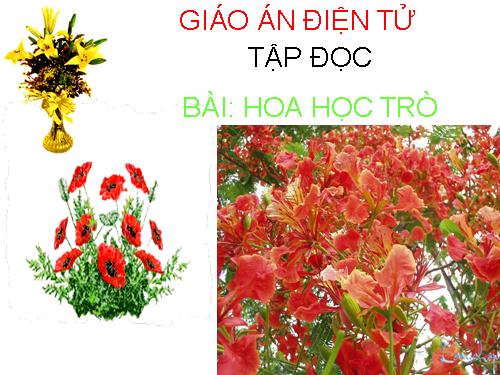 Tuần 23. Hoa học trò