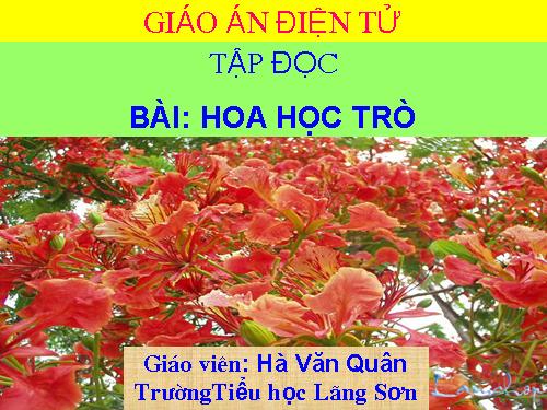 Tuần 23. Hoa học trò