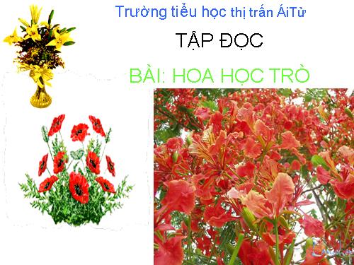 Tuần 23. Hoa học trò