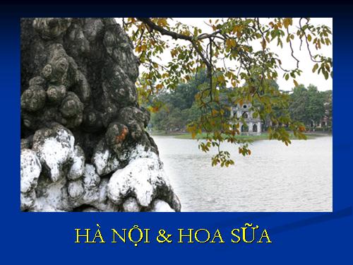 ừâH nội mùa hoa sữa