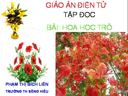 Tuần 23. Hoa học trò