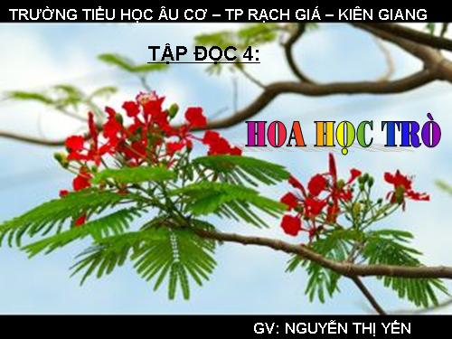 Tuần 23. Hoa học trò