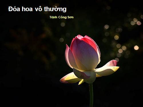 10 nam nho Trinh Cong Son