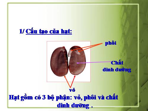 Bài 53. Cây con mọc lên từ hạt