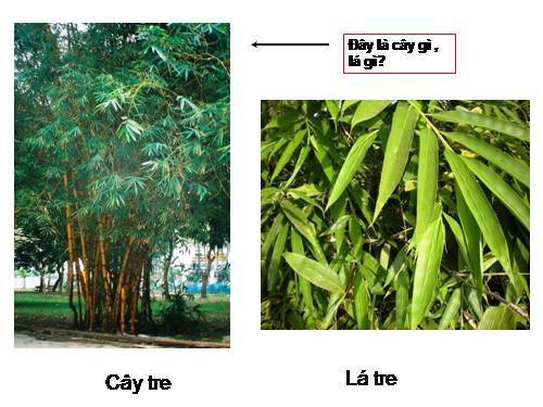 Bài 22. Tre, mây, song