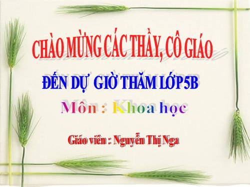 Bài 31. Chất dẻo