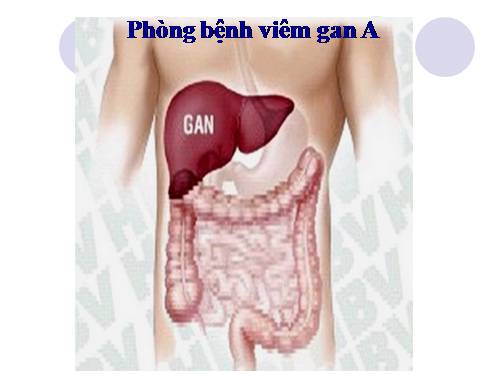 Bài 15. Phòng bệnh viêm gan A