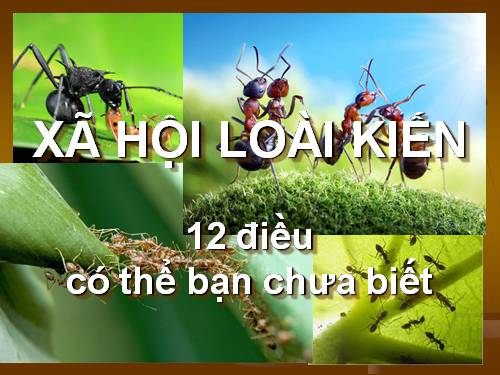 XÃ HỘI LOÀI KIẾN