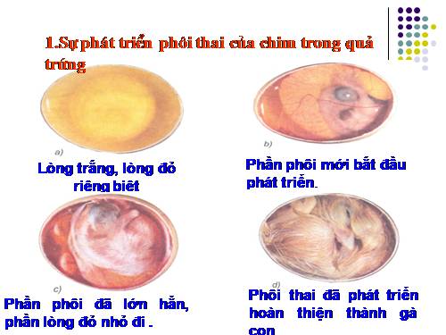 Bài 58. Sự sinh sản và nuôi con của chim