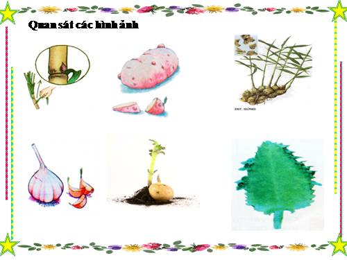 Bài 55. Sự sinh sản của động vật