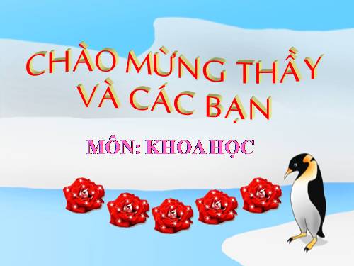 Bài 19. Phòng tránh tai nạn giao thông đường bộ