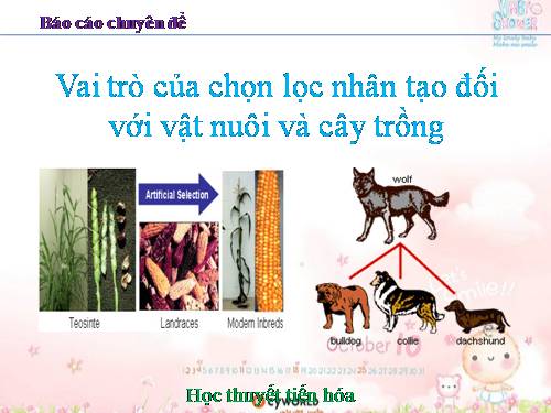 Vai trò của chọn lọc nhân tạo đối với vật nuôi và cây trồng