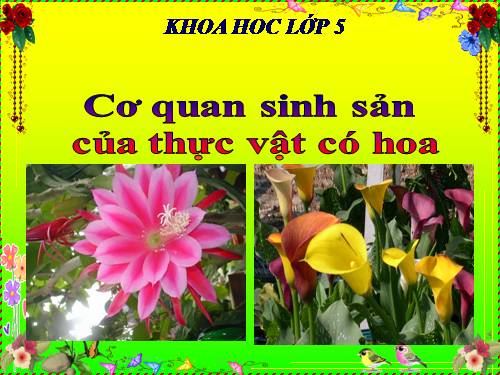 Bài 51. Cơ quan sinh sản của thực vật có hoa