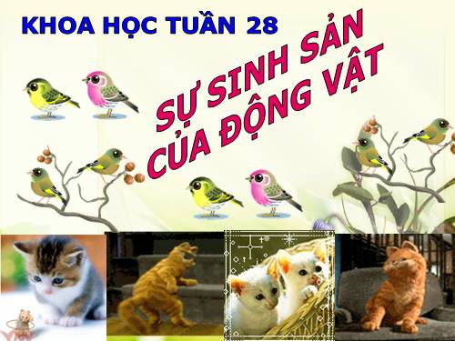 Bài 55. Sự sinh sản của động vật